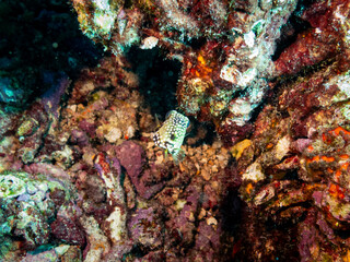 Underwater life