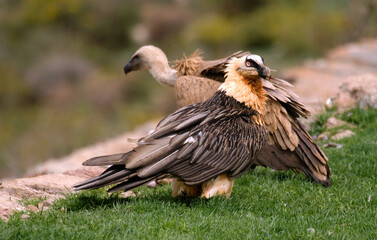 Gypaète barbu,.Gypaetus barbatus, Bearded Vulture, Vautour fauve, Gyps fulvus, Griffon Vulture,  Pyrénées