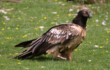 Fototapeta premium Gypaète barbu, jeune,.Gypaetus barbatus, Bearded Vulture, Pyrénées