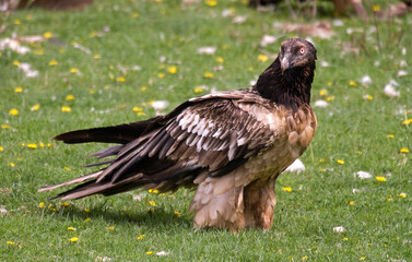 Gypaète barbu, jeune,.Gypaetus barbatus, Bearded Vulture, Pyrénées