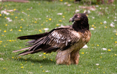 Gypaète barbu, jeune,.Gypaetus barbatus, Bearded Vulture, Pyrénées