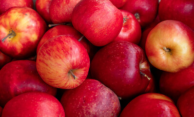 Bunch of red apples are piled on top of each other. The apples are shiny and have a bright red color