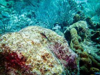 Underwater life