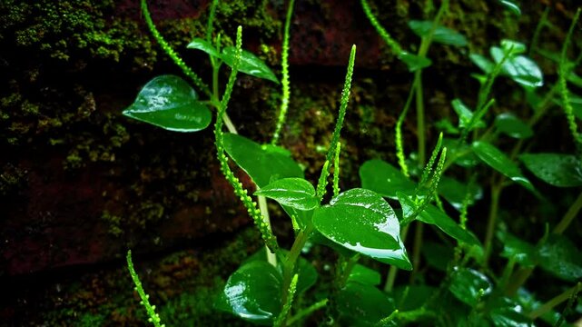Footage of Peperomia pellucida plants wet from rain, Peperomia pellucida grows side by side with moss
