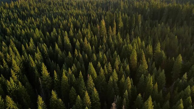 Flying over a mountainside forest in Southern Oregon at dawn