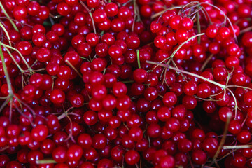 Many large juicy cranberries. Seasonal berry and vitamins. Close-up. Top view.
