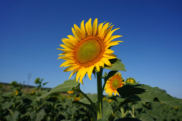 Common sunflower on a field during summer