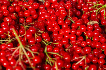 Many large juicy cranberries. Seasonal berry and vitamins. Close-up. Top view.