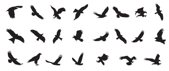 Eagle icons flying with spread wings. Editable Vector birds of prey or predatory birds. Raptor eagle, falcon or hawk. Eagles Silhouette flying.