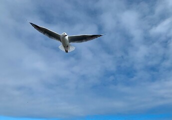 Seagull takes off and flies in the sky 