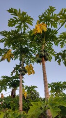 A lush green and yellow Papaya tree in Fiji
