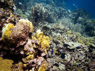 Underwater life