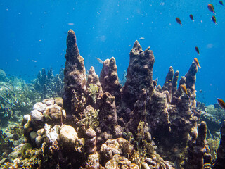 Underwater lifeunderwater, coral, sea, reef, fish, ocean, water, diving, tropical, scuba, nature, blue, marine, animal, coral reef, landscape, caribbean, diver, aquarium, red, wildlife, curacao