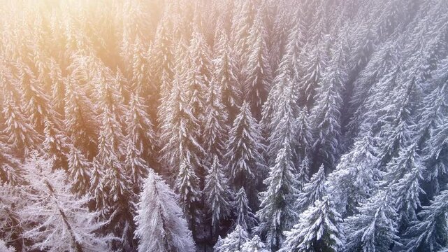 It's a winter wonderland. Flying over a fresh snow covered forest in Oregon