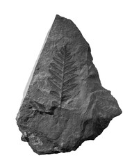 plant fossil isolated on white
