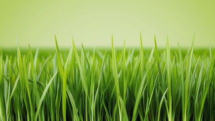 Fototapeta premium green grass background