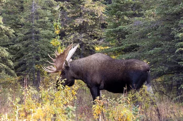 Alaska Yukon Bull Moose in Denali National Park Alaska in Autumn