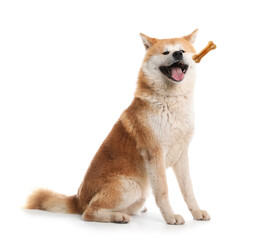 Cute dog and flying chew bone on white background. Pet care