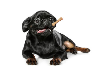 Cute dog and flying chew bone on white background. Pet care