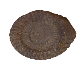 fossil of ammonite in the stone on white, isolated