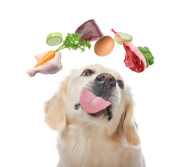 Cute dog surrounded by flying vegetables, egg, raw liver, chicken and beef meat on white...
