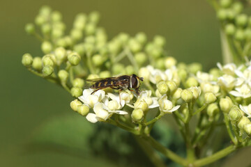 Close up female hoverfly Eupeodes probably Eupeodes luniger on young flowers of elder (Sambucus...