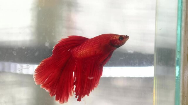 Red betta fish in aquarium