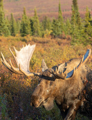 Alaska Yukon Bull Moose in Denali National Park Alaska in Autumn