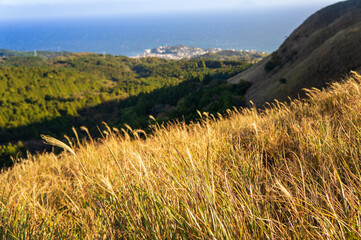 細野高原　ススキ