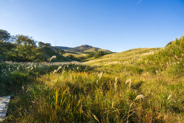 細野高原　ススキ