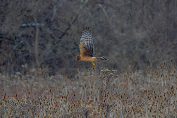 Hawk In Flight