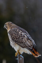 Hawk On A Sign