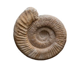 fossil of ammonite in the stone on white, isolated.