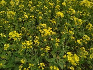 field of dandelions