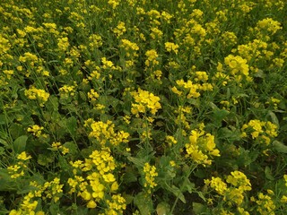 field of yellow dandelions