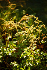 Detailed view of golden wildflower stalks glowing under sunlight surrounded by green vegetation.