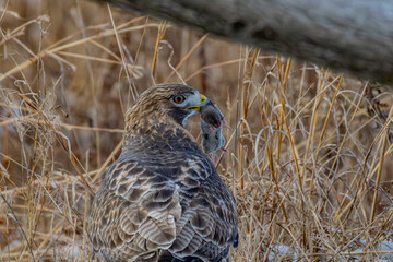 Hawk With Dinner