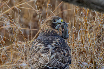 red tailed hawk
