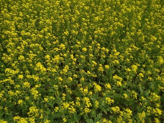 field of yellow dandelions