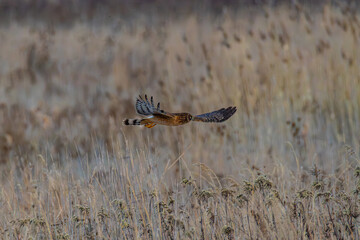Hawk In Flight