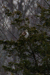 Hawk In A Tree