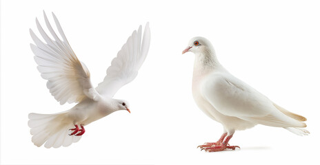 White pigeon or dove on white background
