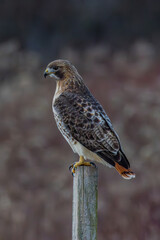 red tailed hawk