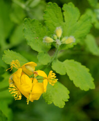 Flowering Chelidonium majus