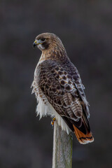 red tailed hawk