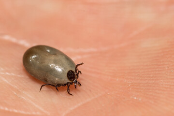 Engorged Female Blacklegged Tick - Ixodes scapularis