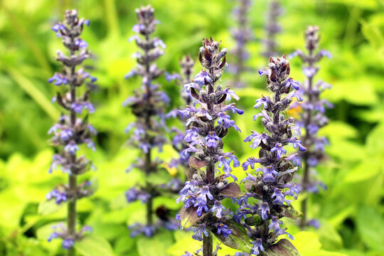 Ajuga reptans grows and blooms in herbs