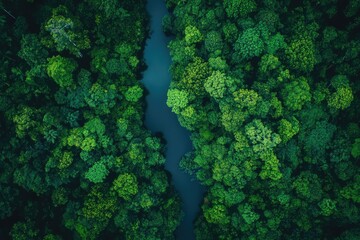 Vibrant Color Picture of River in Rainforest,Drone View