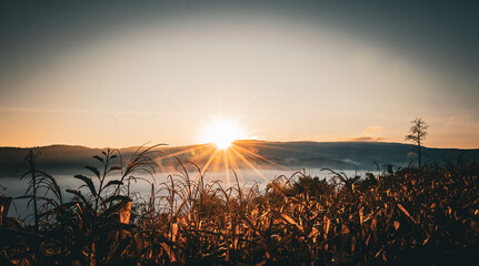 The sun rises in the morning amidst the fog in a corn field at Ban Na Thon, Na Haeo District, Loei, Thailand.