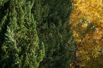 Layered green and yellow foliage forests in the fall.